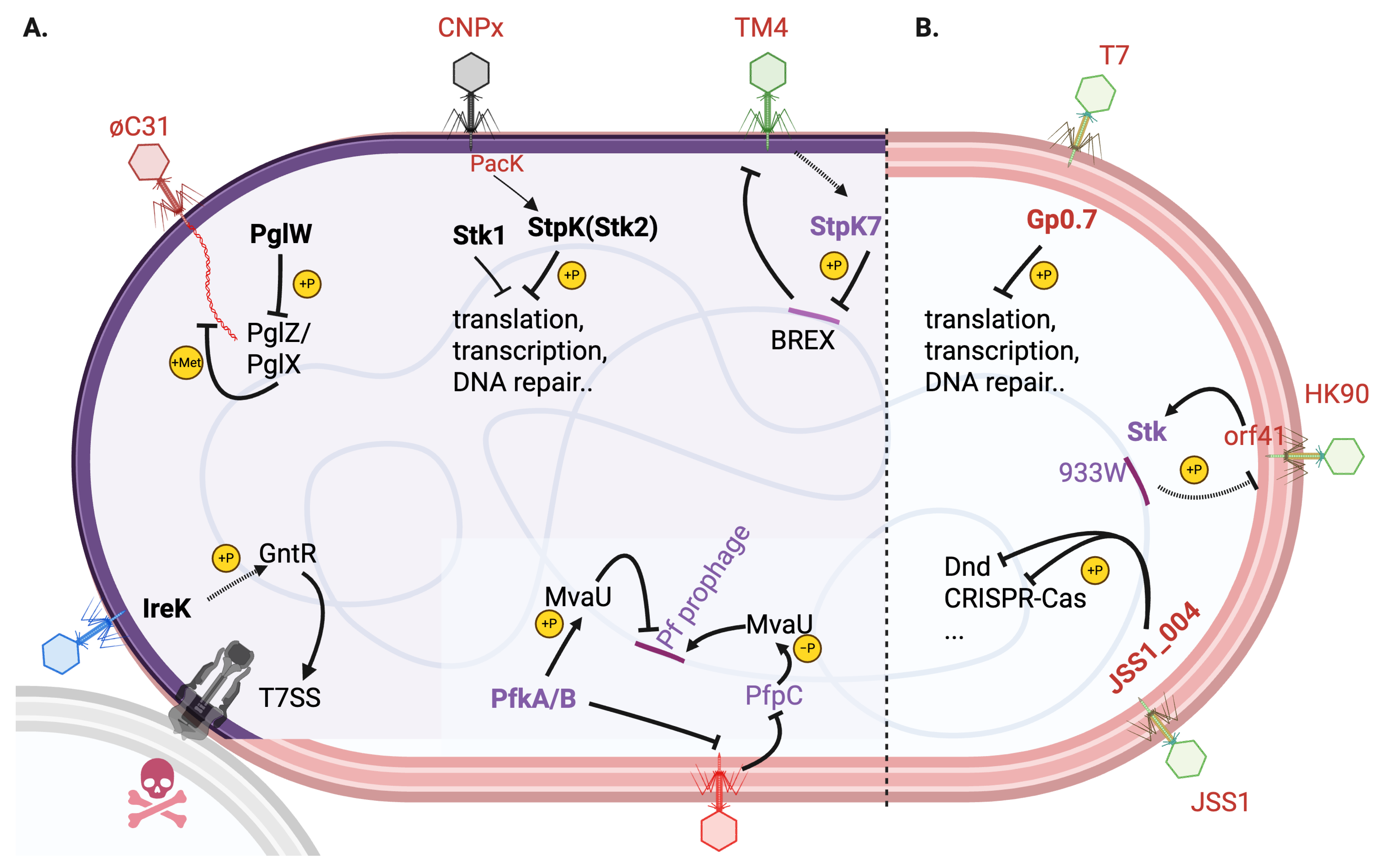 Kinasesphosphatases 03 00014 g001