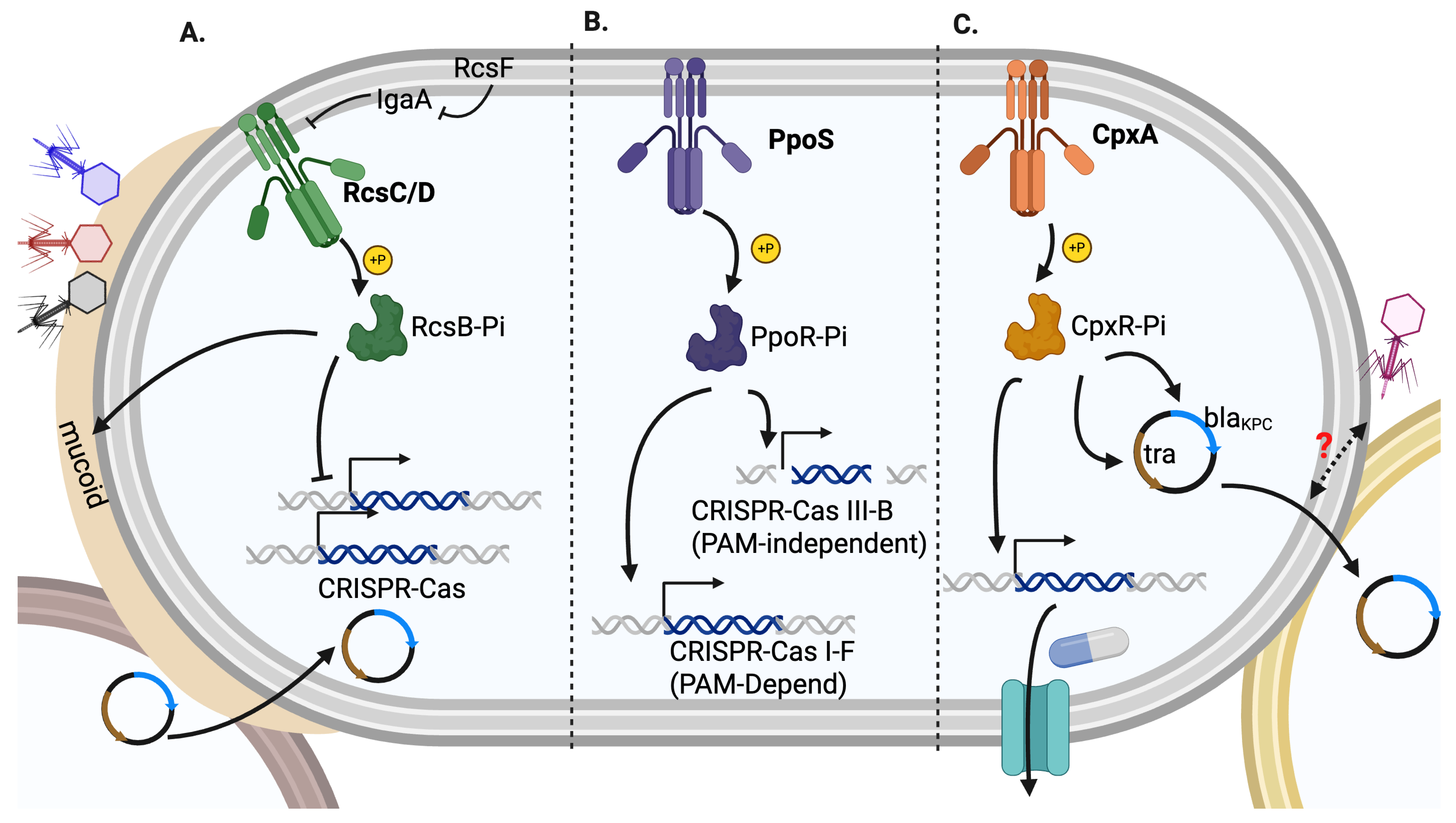 Kinasesphosphatases 03 00014 g002
