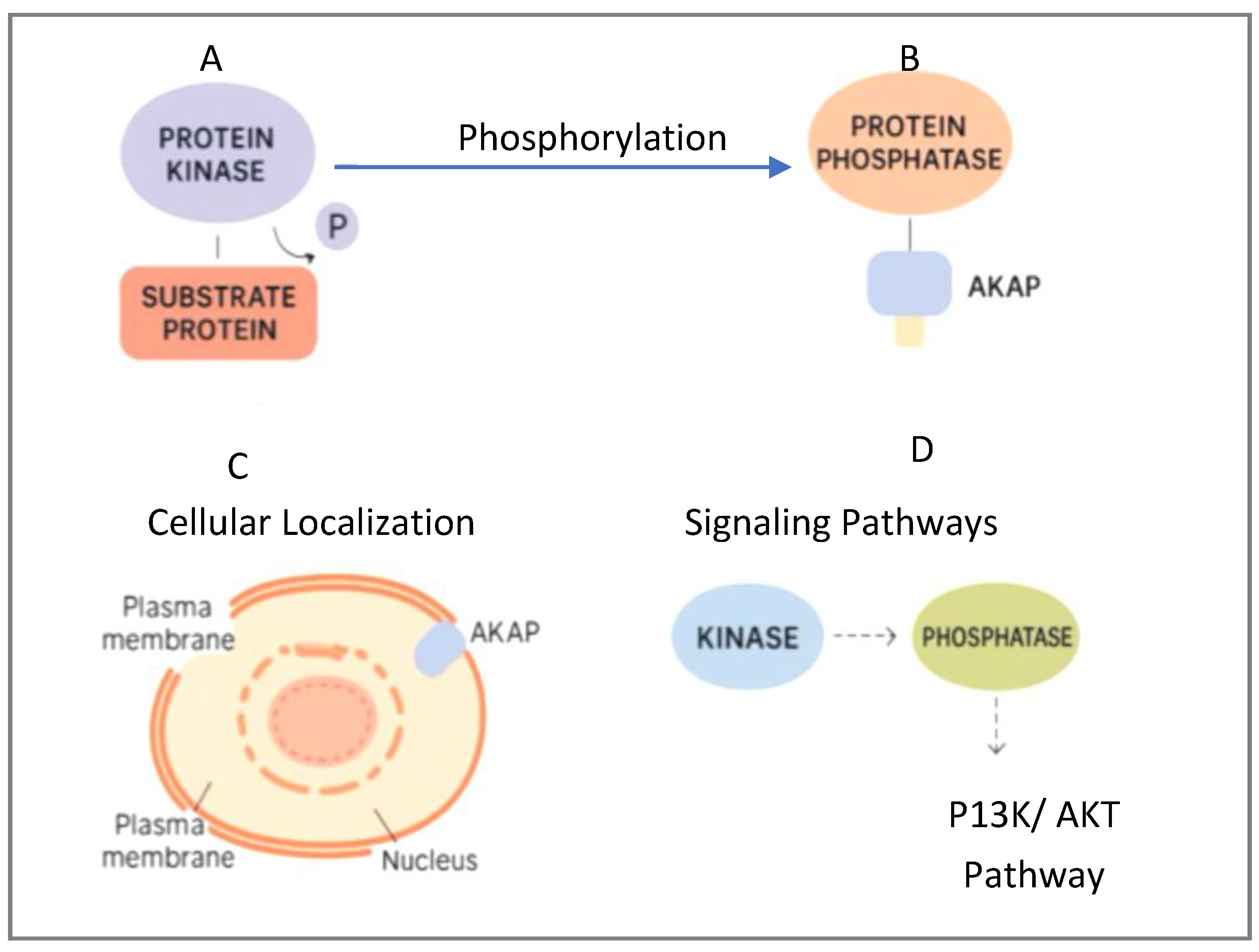 Kinasesphosphatases 03 00021 g001