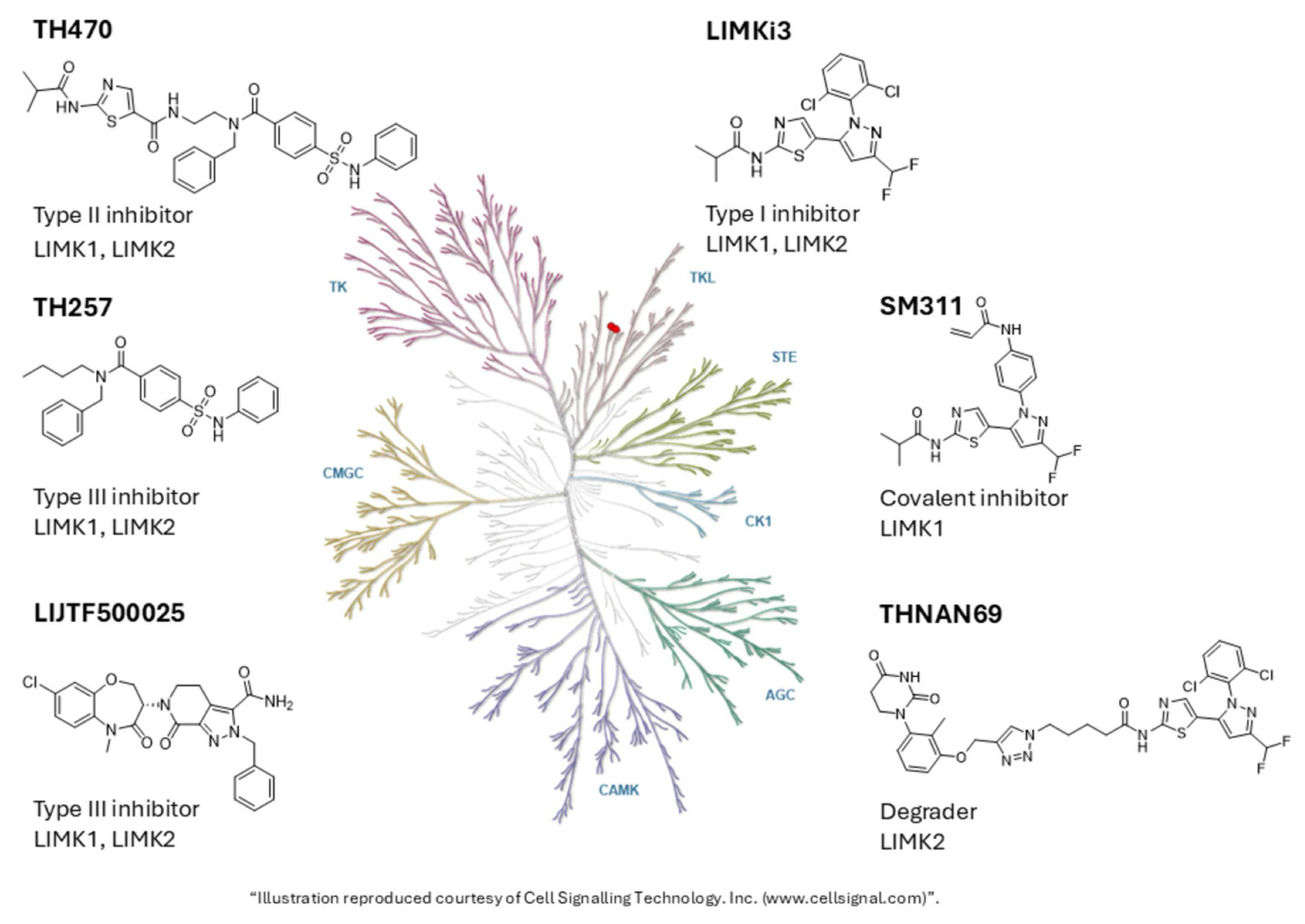 Kinasesphosphatases 04 00005 g002
