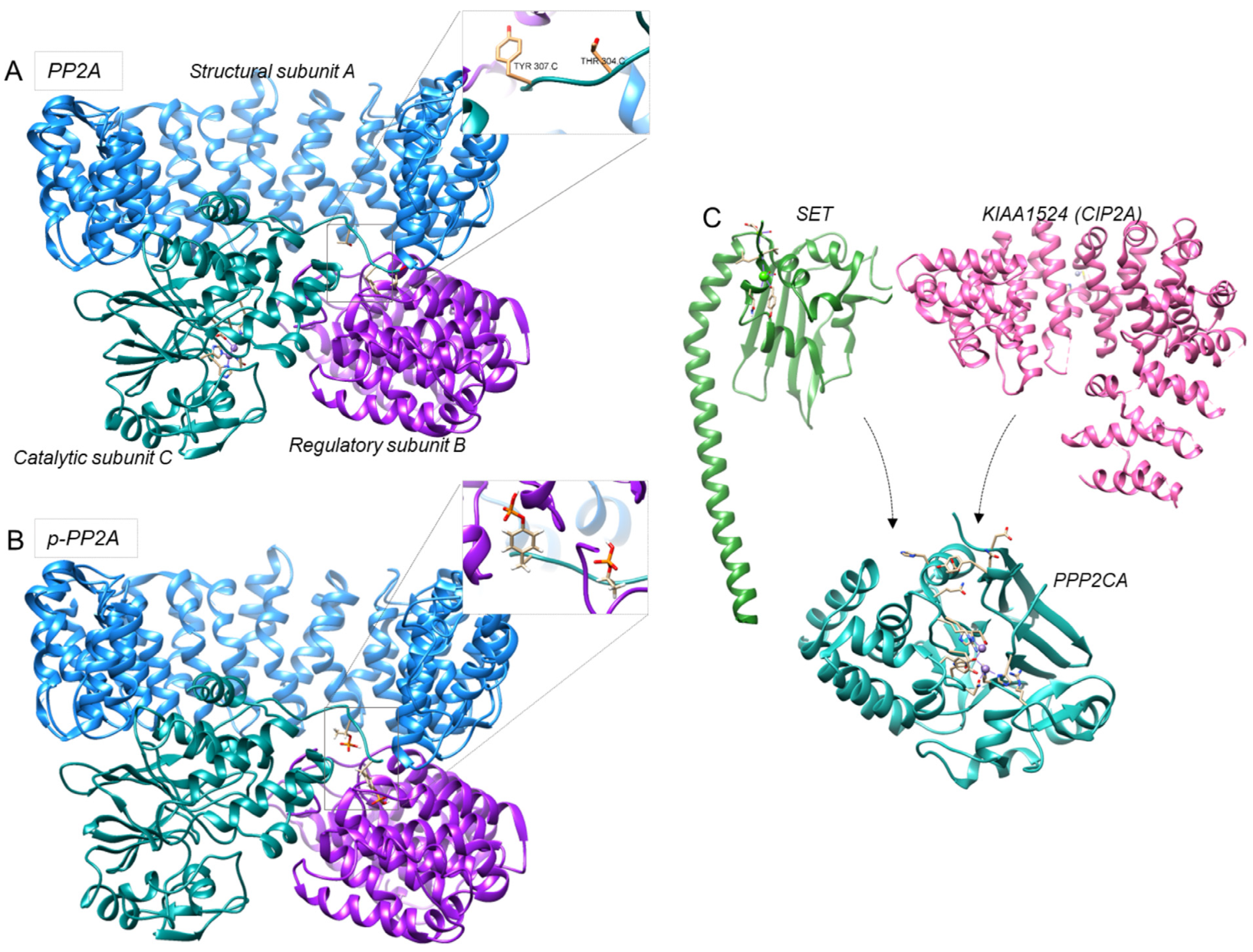Kinasesphosphatases 04 00012 g002