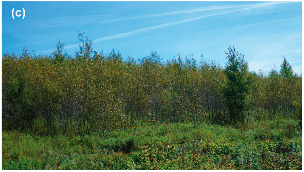 Land 04 00231 g002b 1024