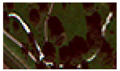 Land 06 00025 i004