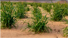 Land 12 00307 i003 Land 12 00307 i003