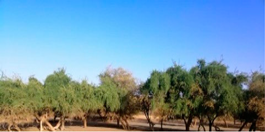 Land 12 00307 i005 Land 12 00307 i005