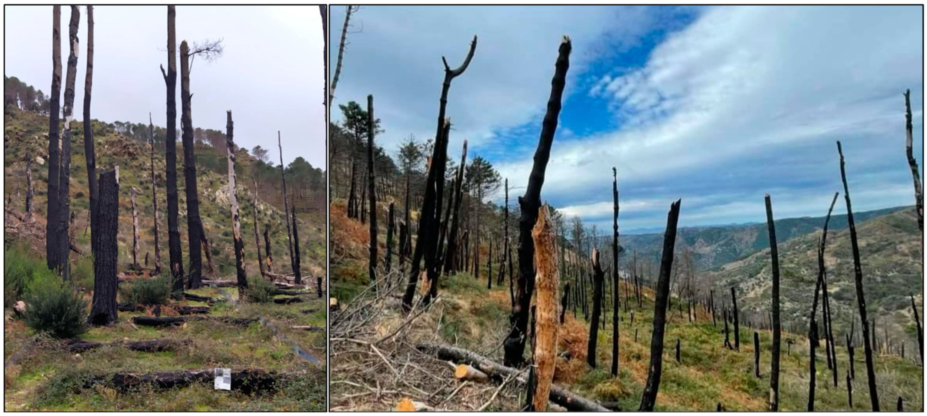 Land 13 00236 sch003