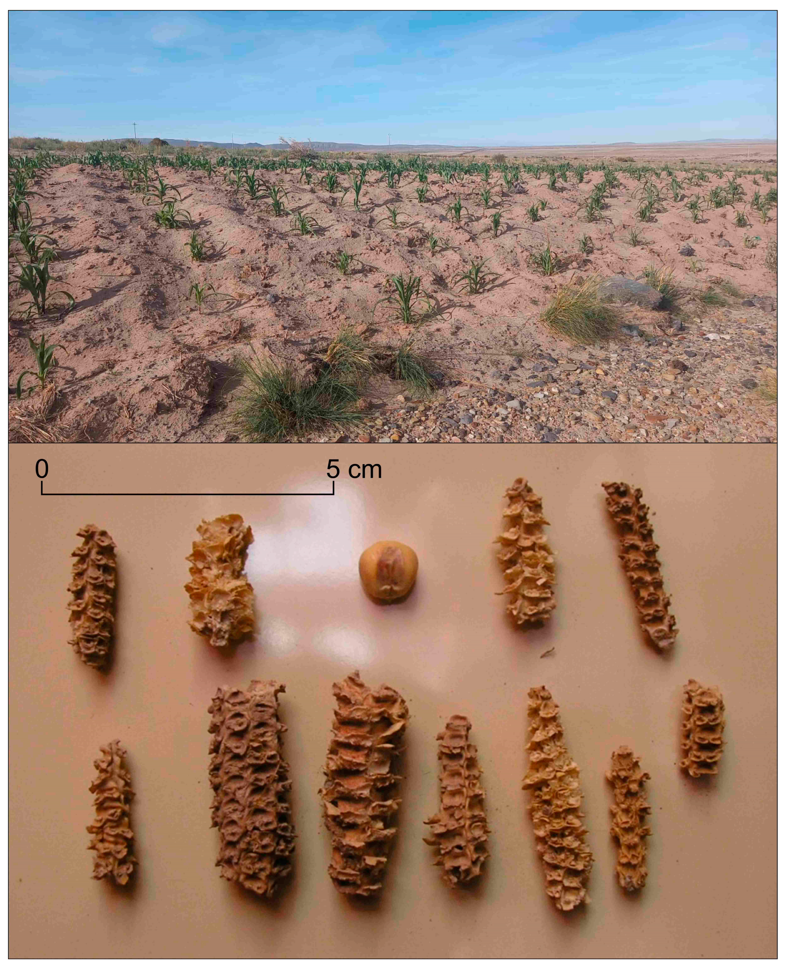 Land 13 00619 g004 Land 13 00619 g004