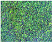 Land 13 01794 i001