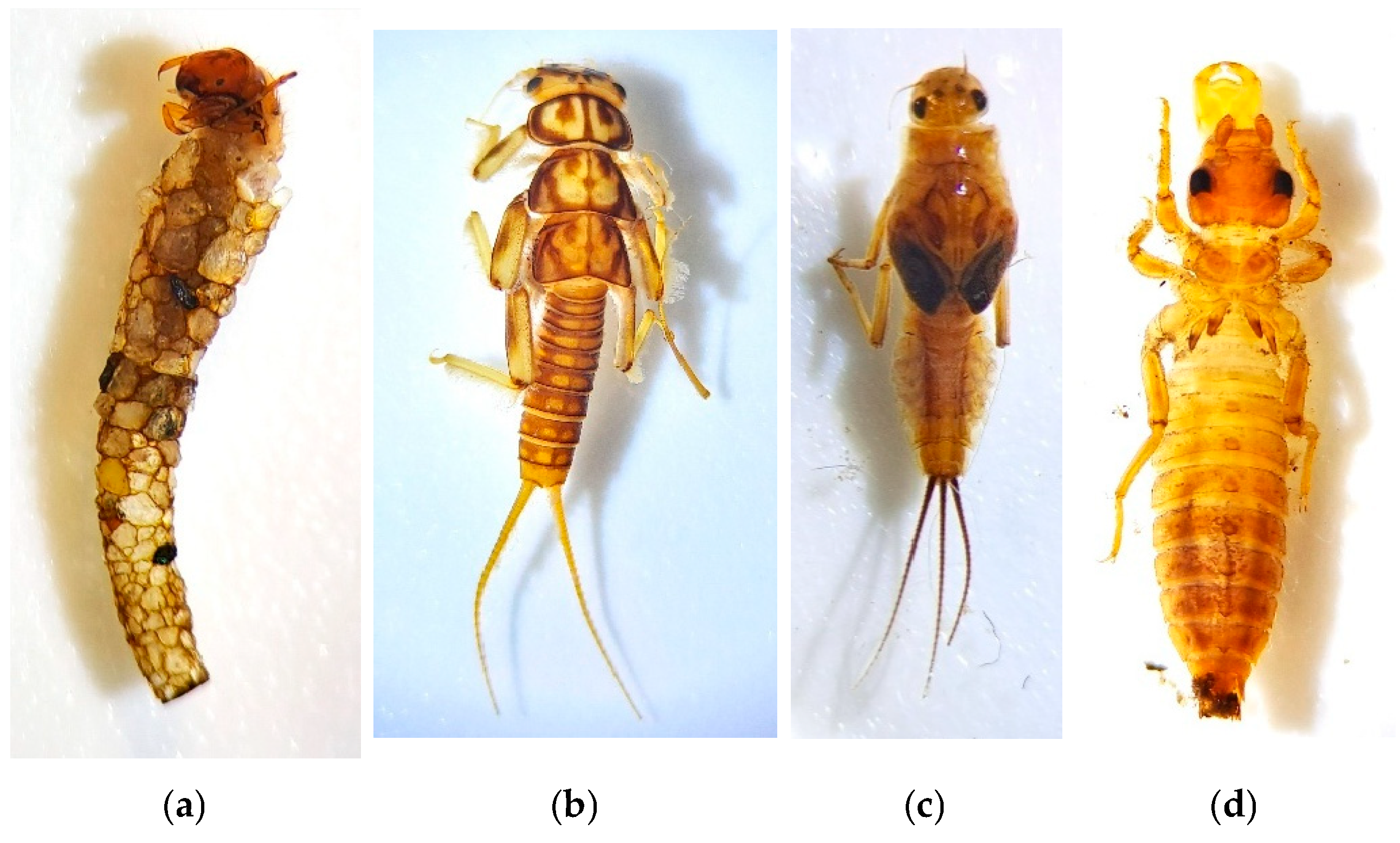 Land 14 00521 g002 Land 14 00521 g002