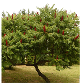 Land 14 02133 i001 Land 14 02133 i001