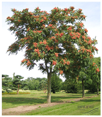 Land 14 02133 i002 Land 14 02133 i002