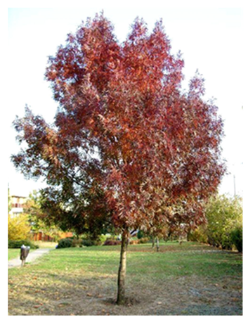 Land 14 02133 i003 Land 14 02133 i003