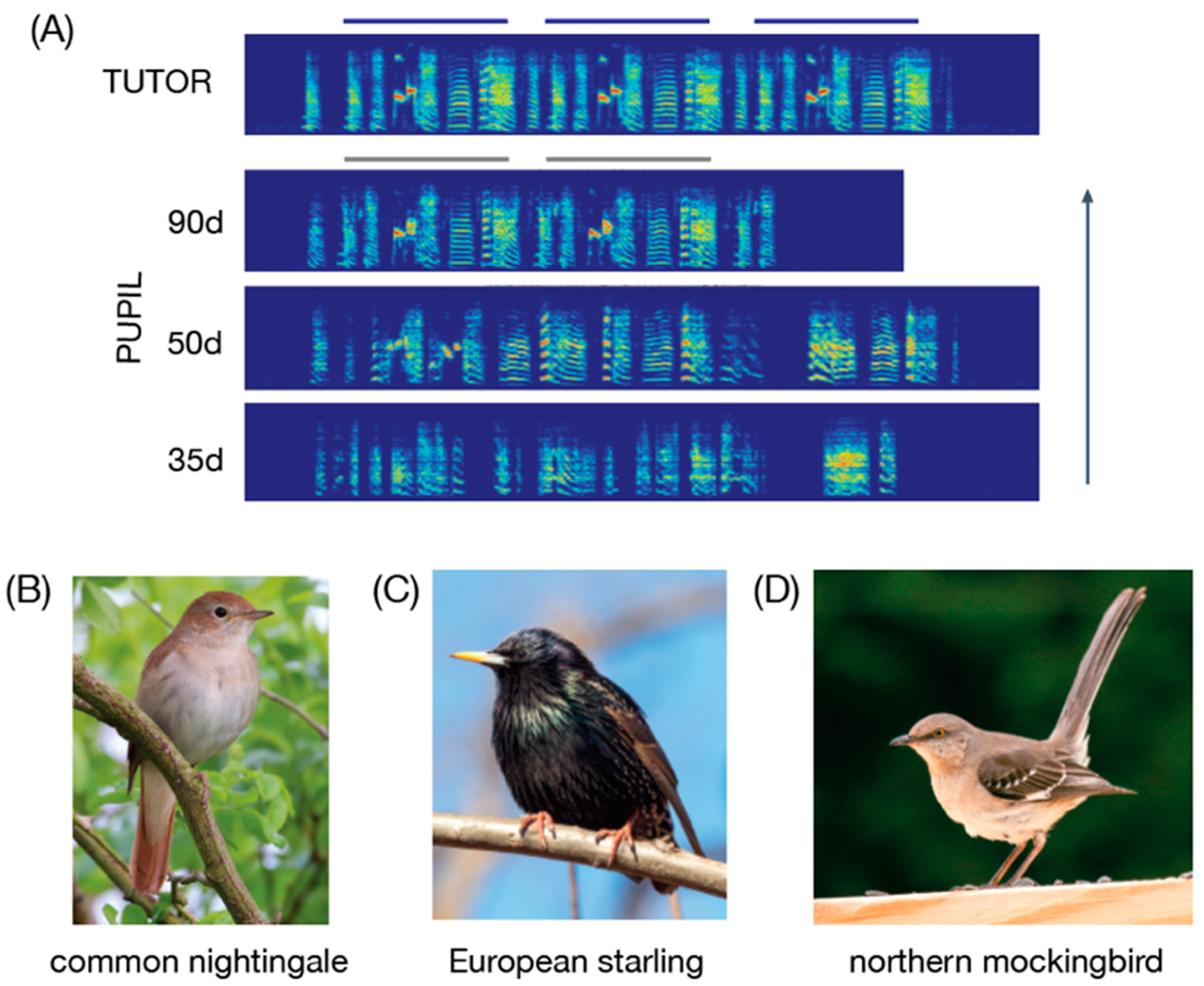 Languages 07 00005 g002