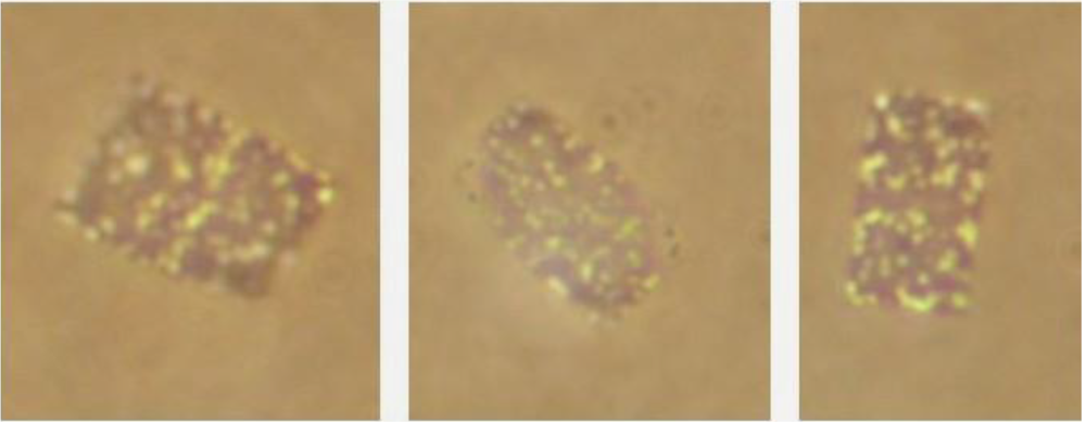 Life 03 00001 g002 1024