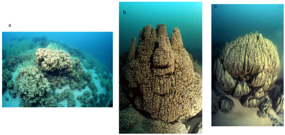 Life 03 00021 g001 1024