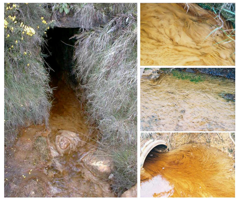 Life 03 00189 g005 1024