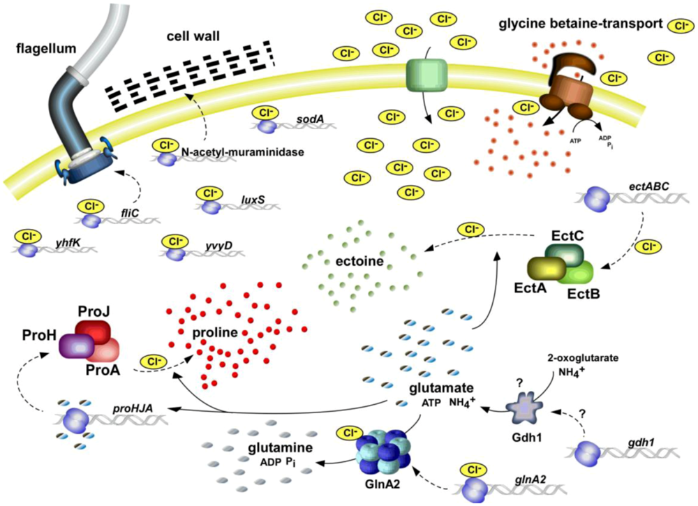 Life 03 00234 g001 1024