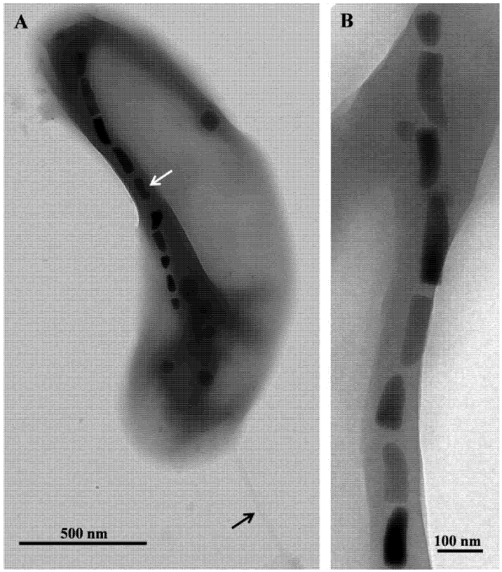 Life 03 00295 g002 1024