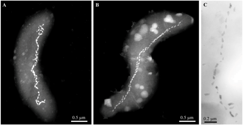 Life 03 00295 g003 1024