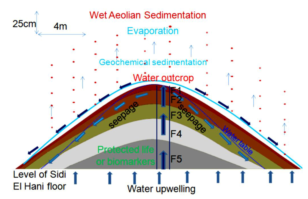 Life 04 00386 g022 1024