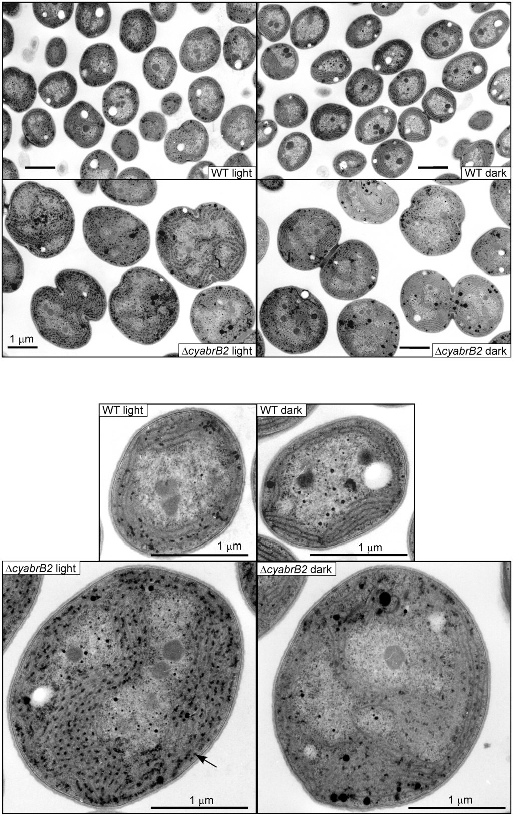 Life 04 00770 g002 1024