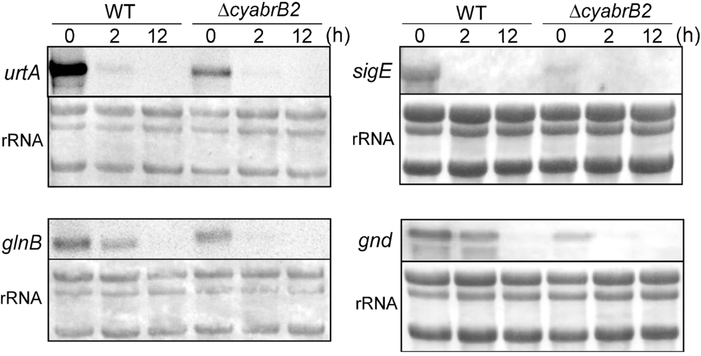 Life 04 00770 g003 1024