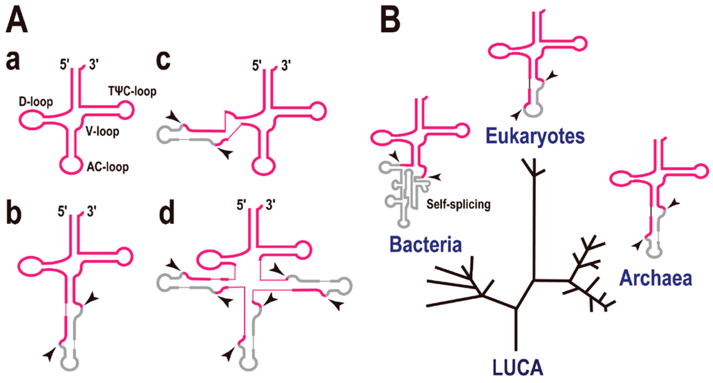 Life 05 00321 g001 1024