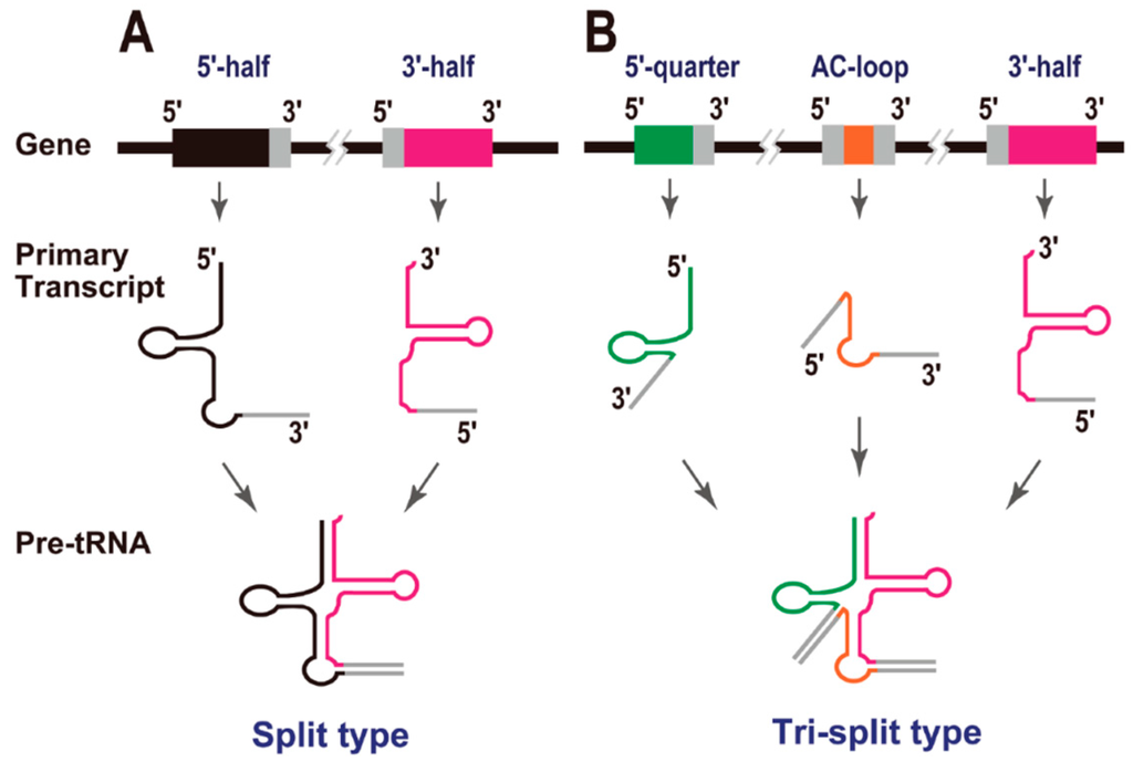 Life 05 00321 g002 1024