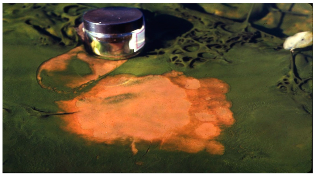 Life 05 00332 g002 1024