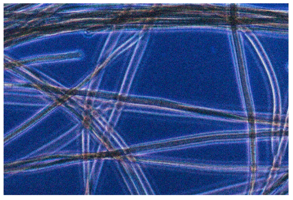 Life 05 00332 g004 1024