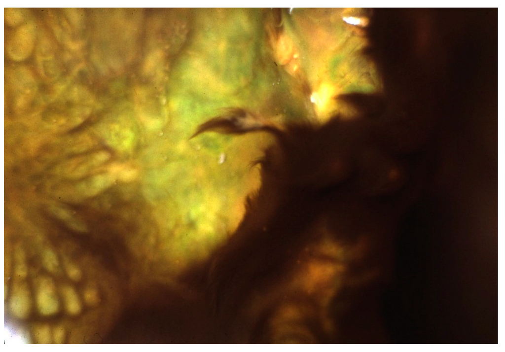 Life 05 00332 g005 1024