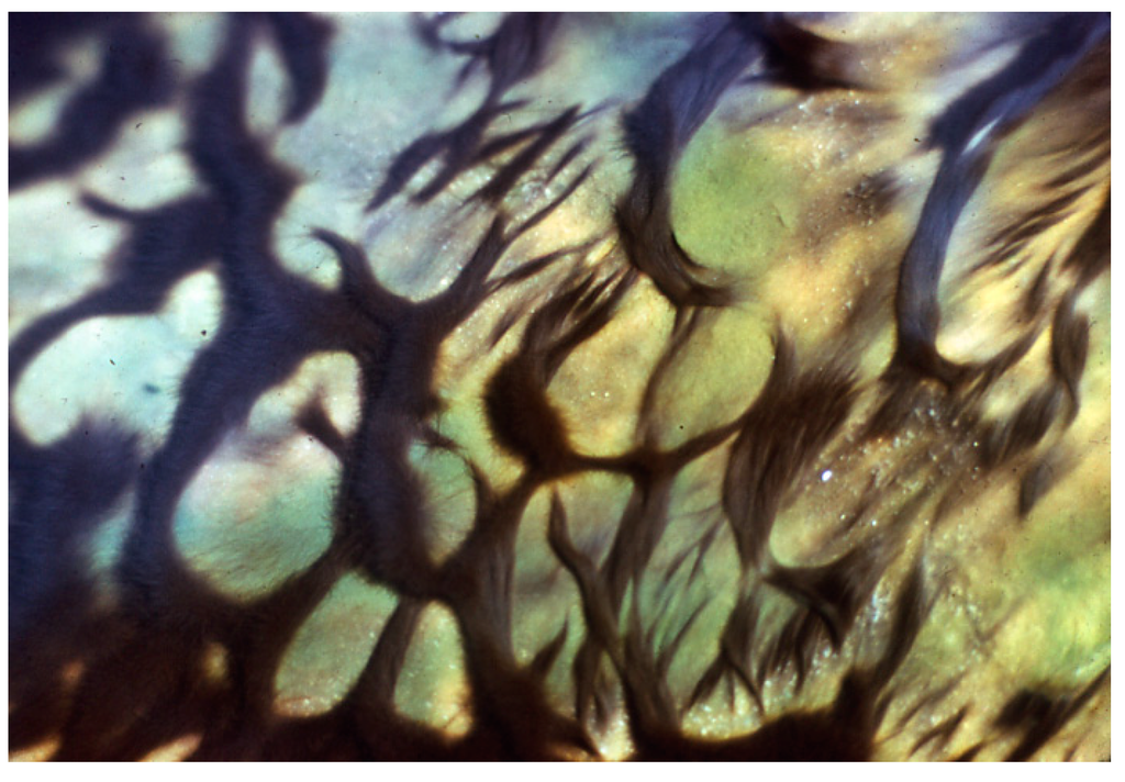 Life 05 00332 g006 1024