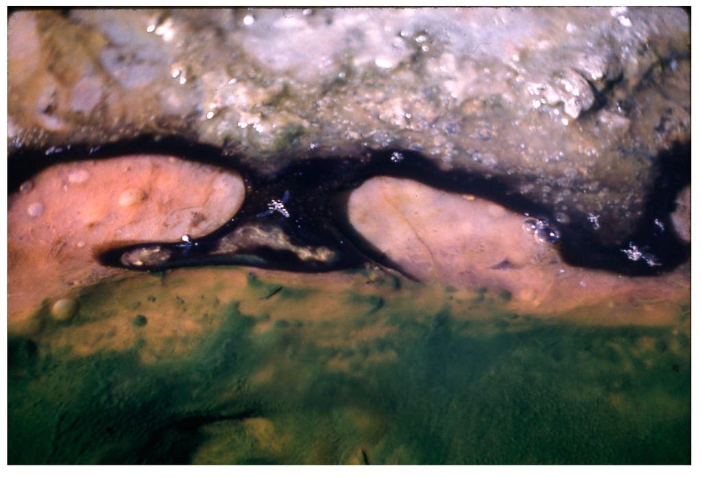 Life 05 00332 g008 1024