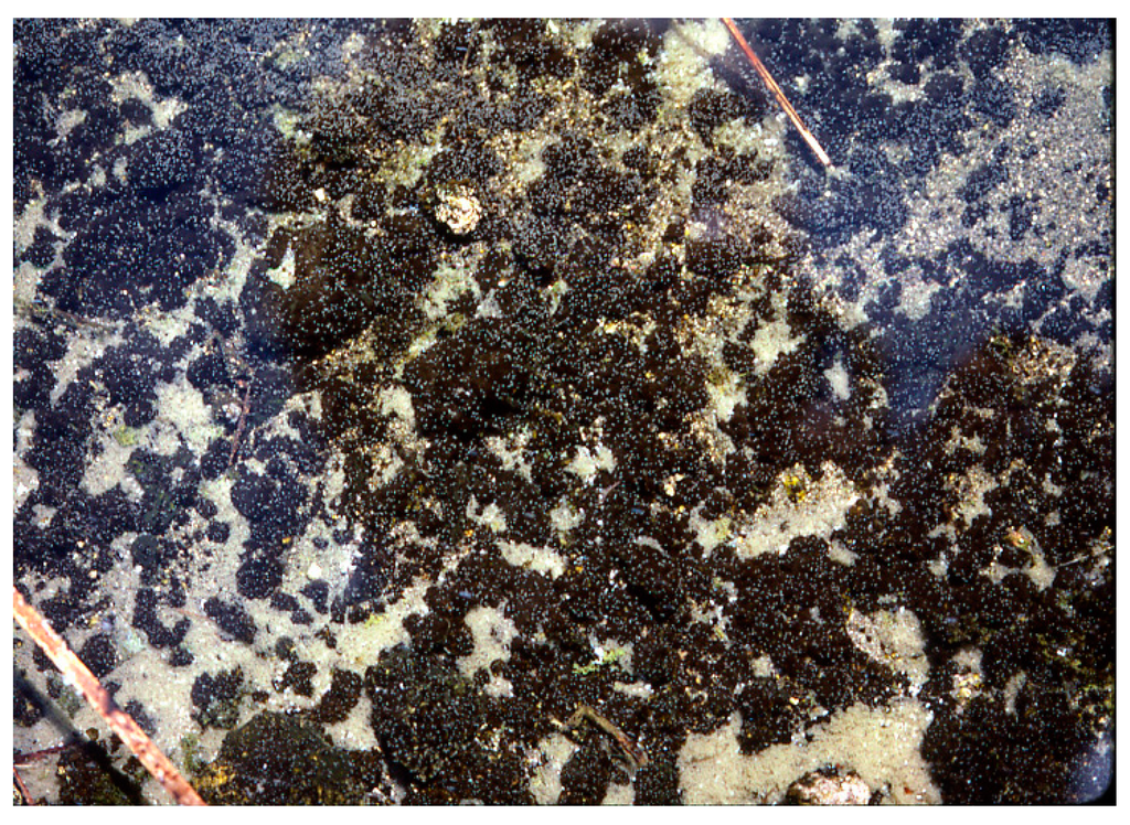 Life 05 00332 g011 1024