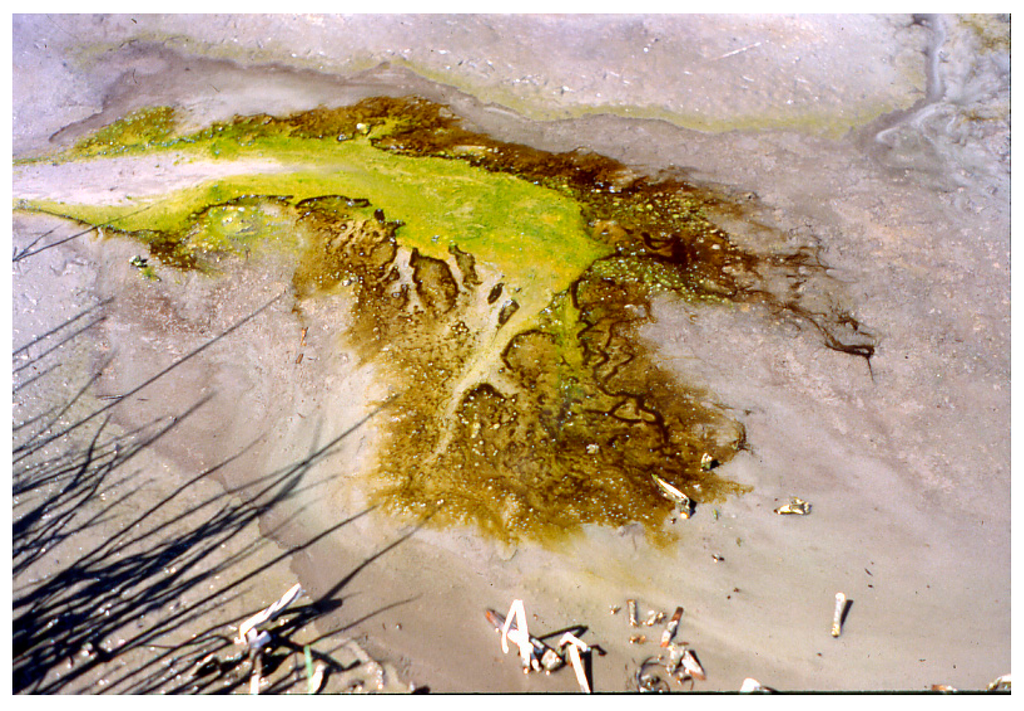 Life 05 00332 g012 1024