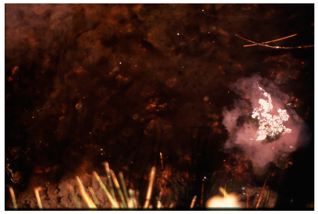 Life 05 00332 g016 1024