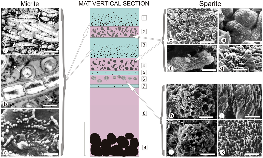 Life 05 00744 g004 1024