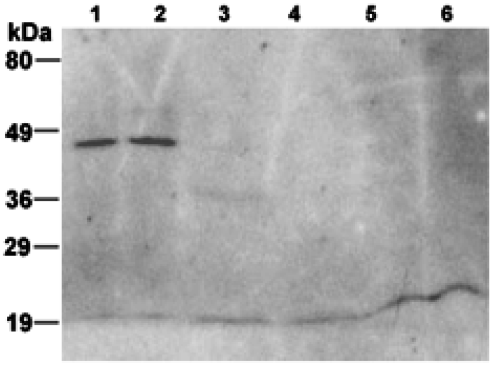 Life 05 00770 g004 1024