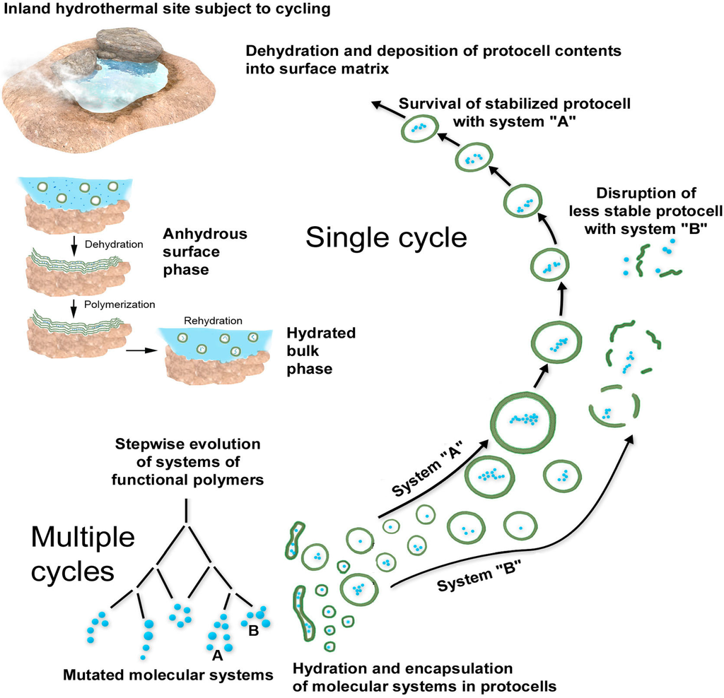 Life 05 00872 g008 1024