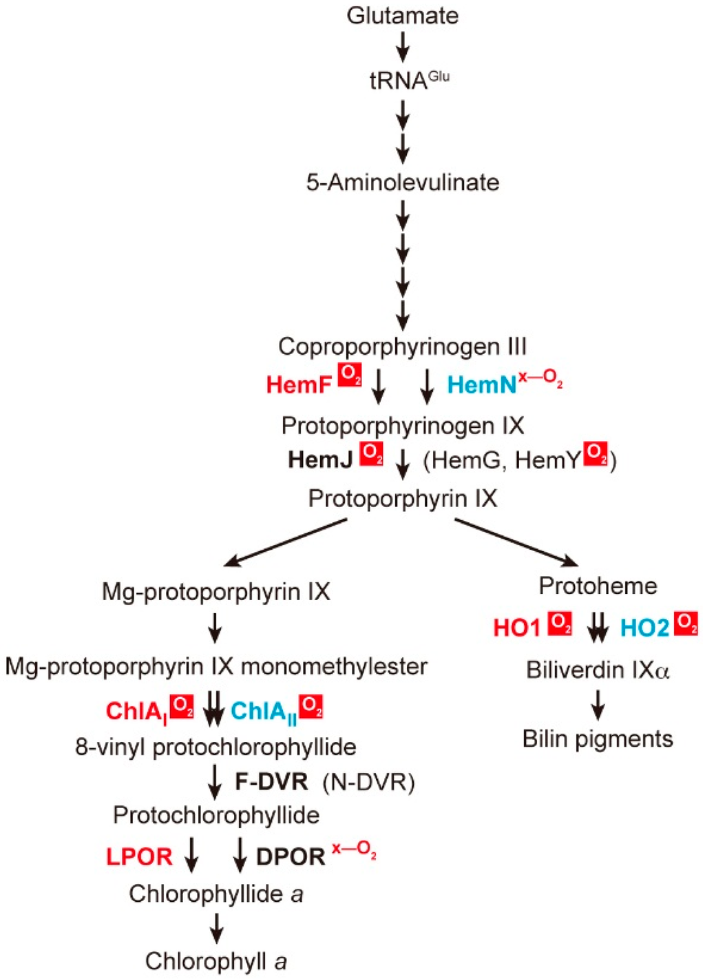 Life 05 01172 g001 1024