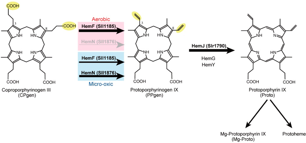 Life 05 01172 g002 1024