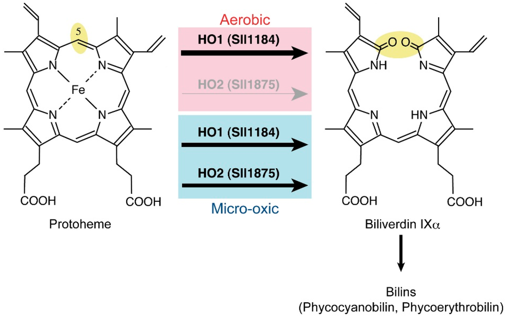 Life 05 01172 g004 1024