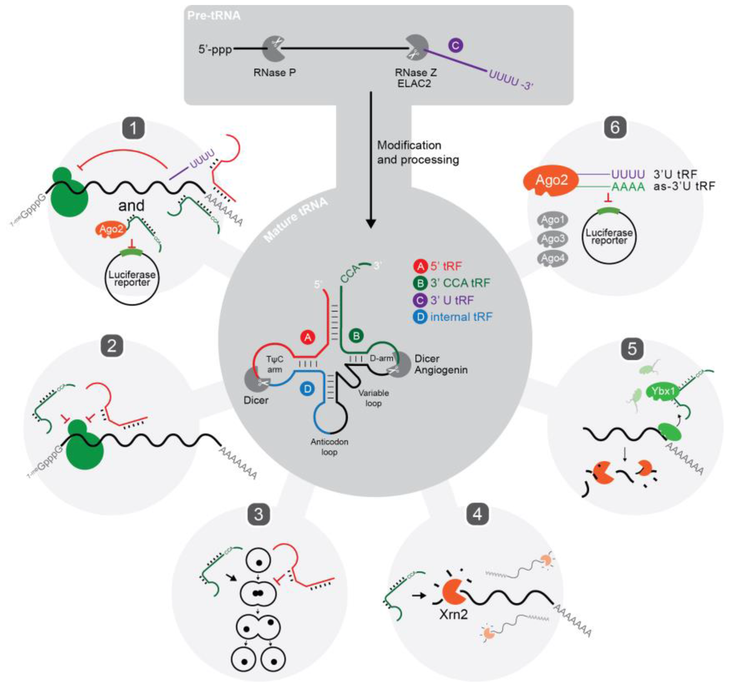 Life 05 01638 g001 1024