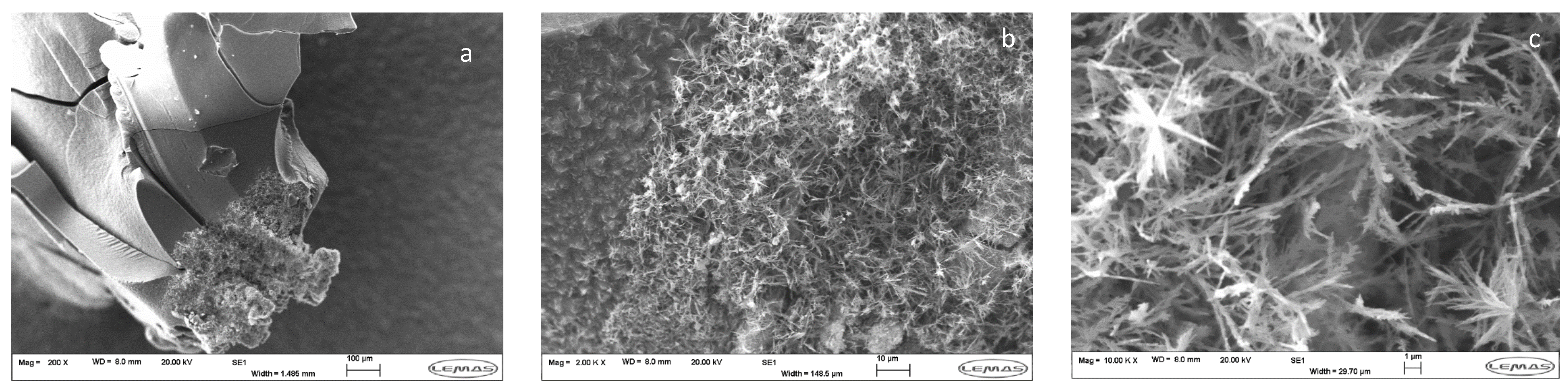 Life 07 00045 g003 Life 07 00045 g003