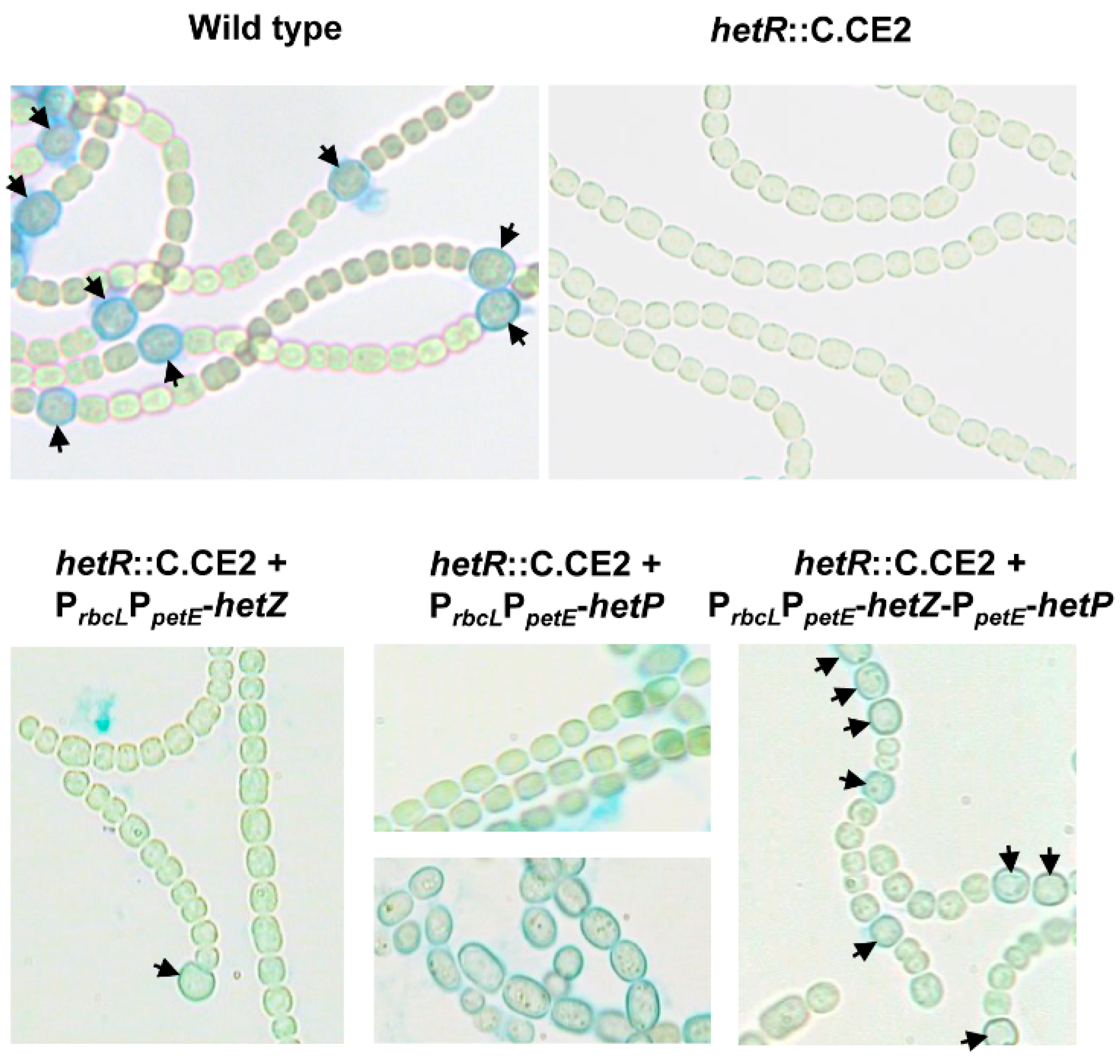 Life 08 00060 g001 Life 08 00060 g001