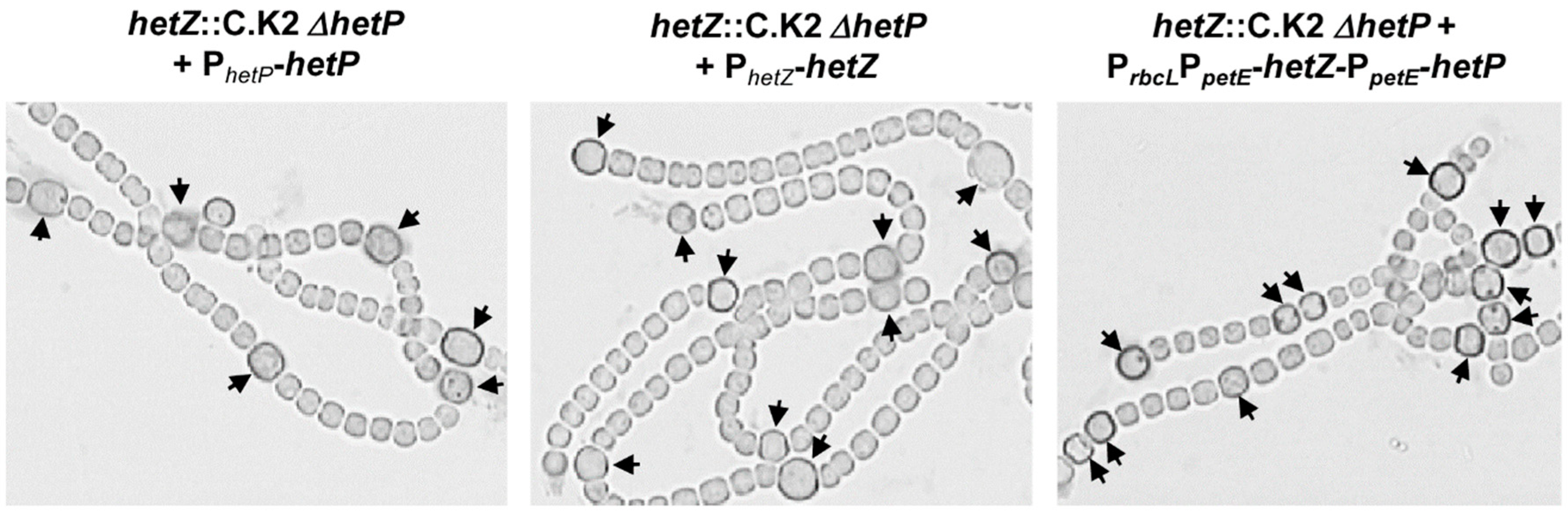 Life 08 00060 g002 Life 08 00060 g002