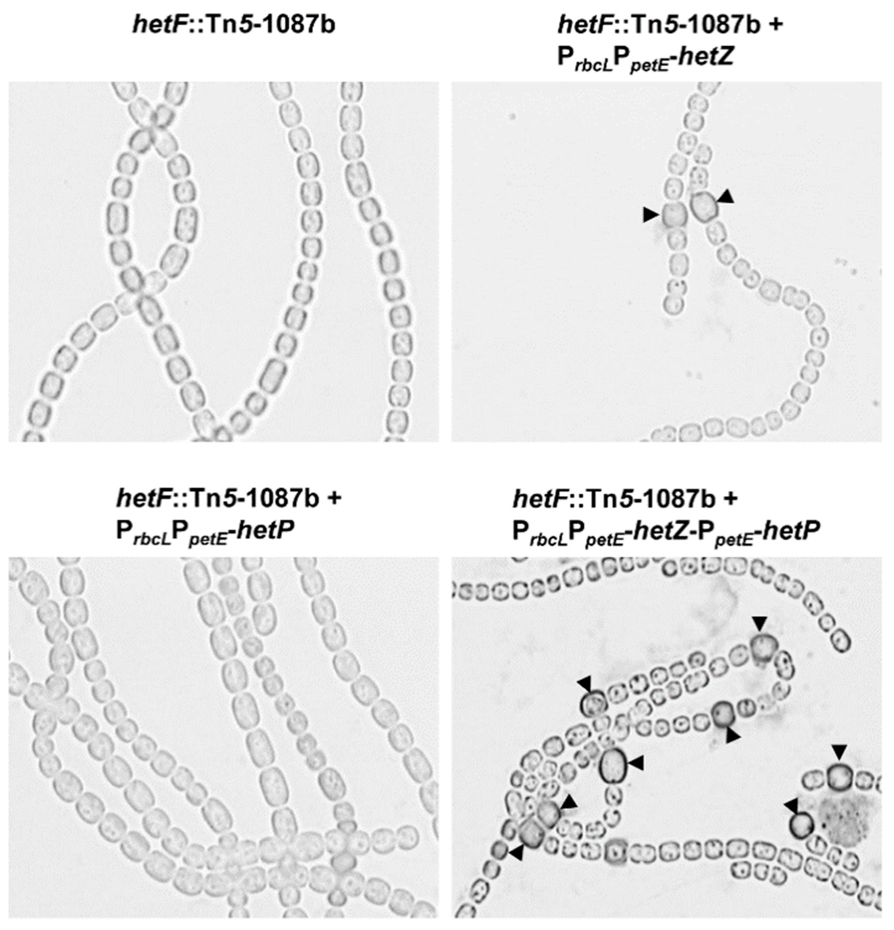 Life 08 00060 g004 Life 08 00060 g004