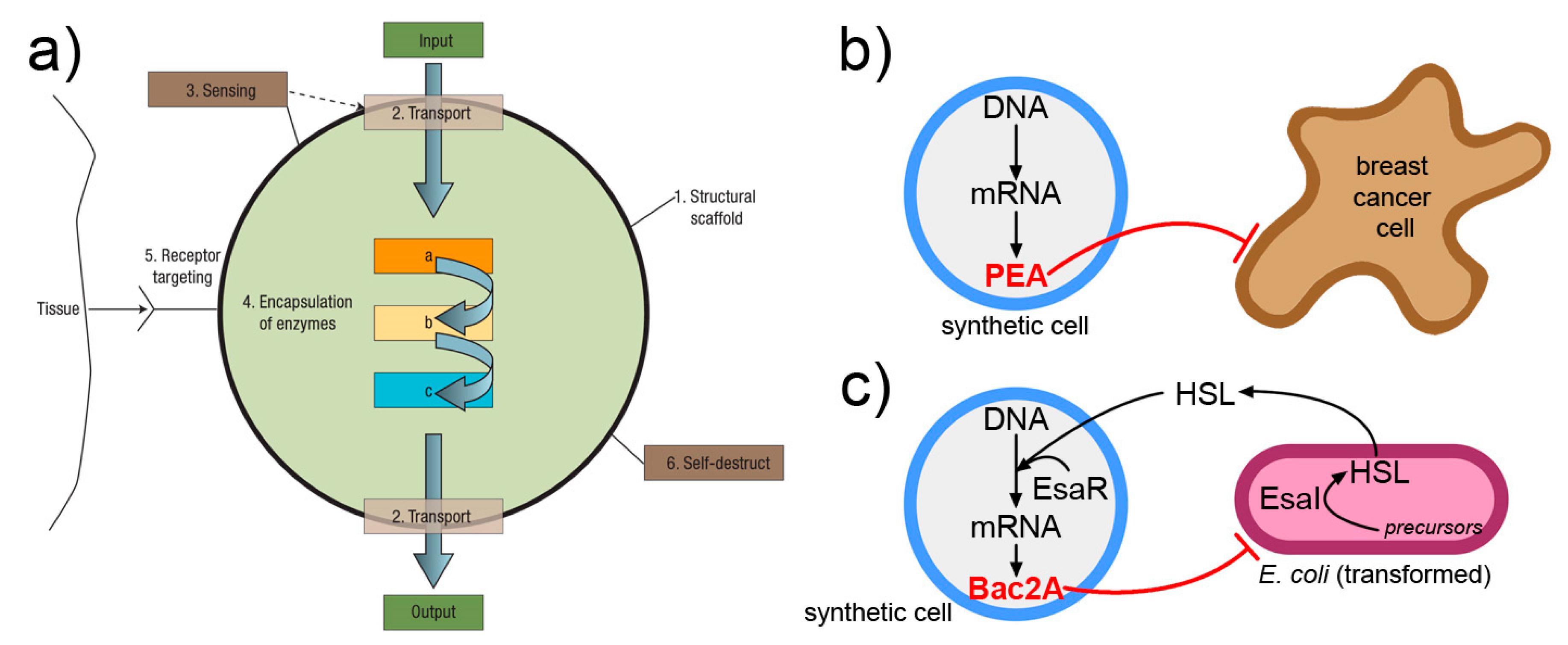 Life 09 00003 g007 Life 09 00003 g007
