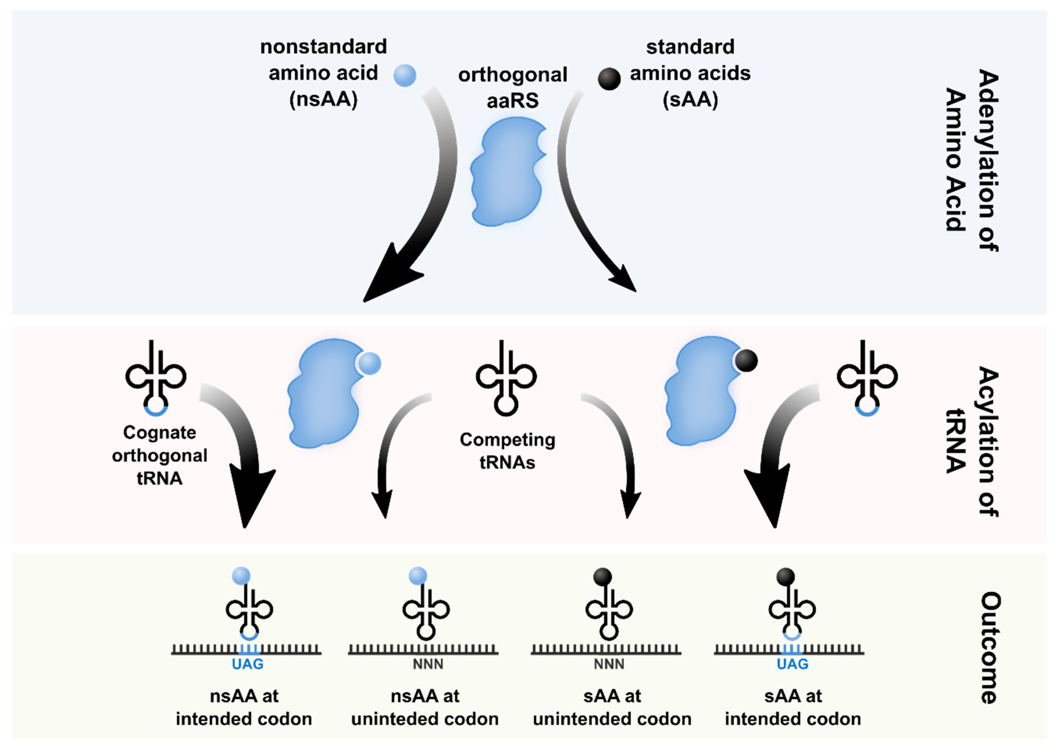 Life 09 00058 g001 Life 09 00058 g001