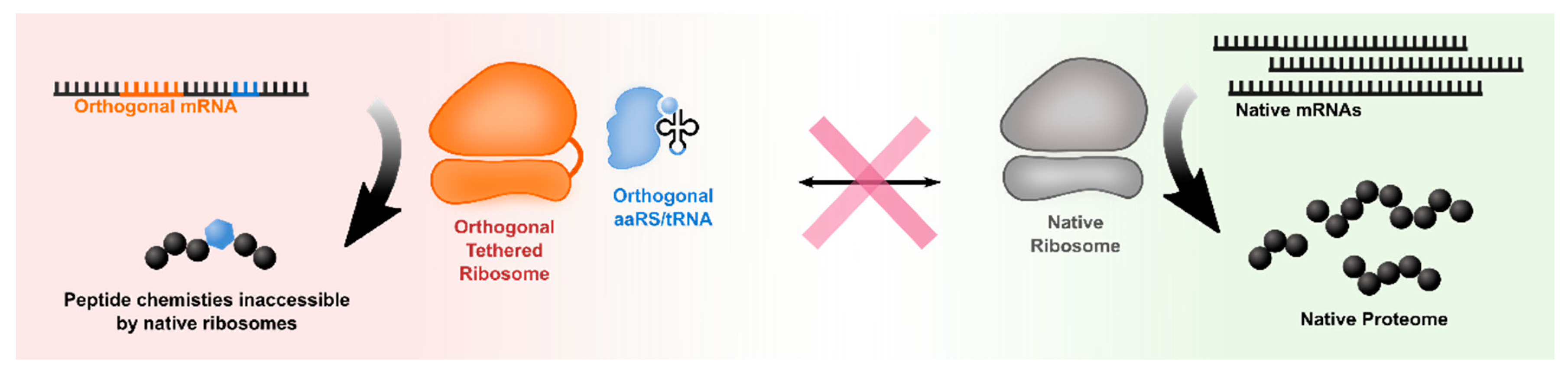 Life 09 00058 g003 Life 09 00058 g003